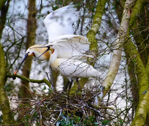 12885765 929075330525067 8929420025349226560 o