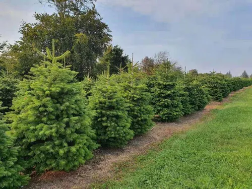 beterboompje zonder kluit 04