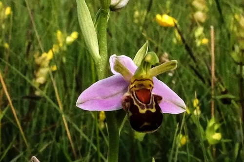 bijenorchis def theo baas kopieren