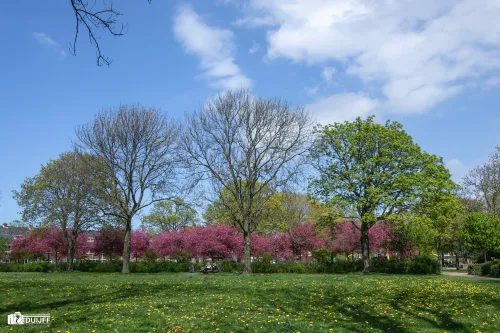 bloesem park2