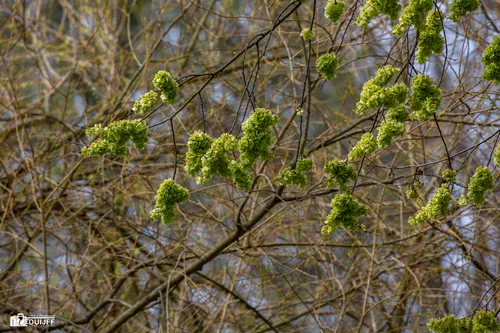 bloesem schotersingel