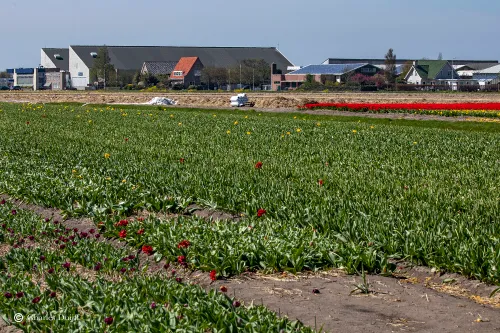 bollen lisse gekopt1