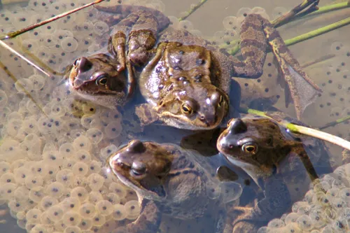 bruine kikker 4 joke huijser spekken