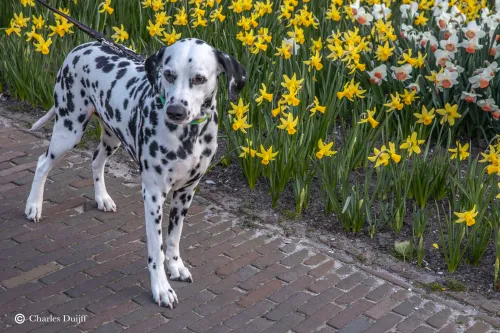 dalmatier