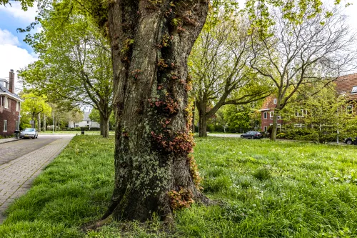 fraai begr boom juno