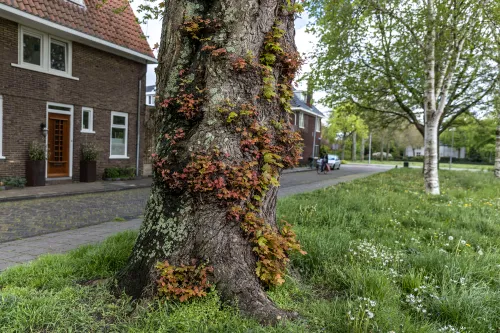 fraaie boom junoplantsoen