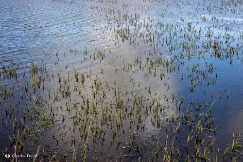 gras in water