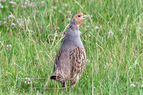 grey partridge 4347387 1920