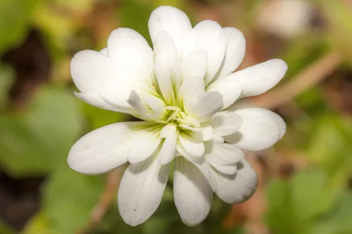 haarlems klokkenspel 1024x683