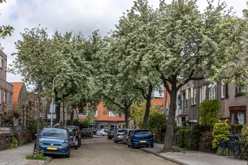 haitsma mulierstraat b