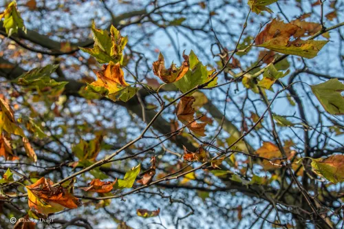 herfstbladeren fraai