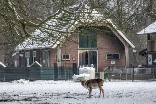 hertje voor gebouw