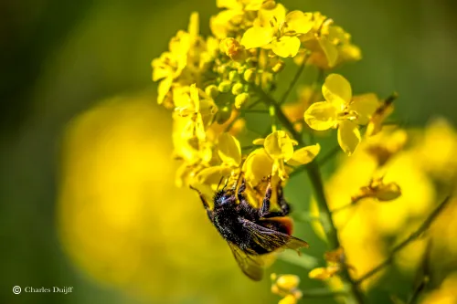 hommel1