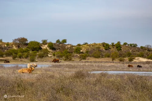 hooglanders1