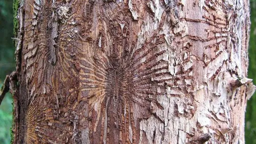 iepspintkever sporen kopieren 1