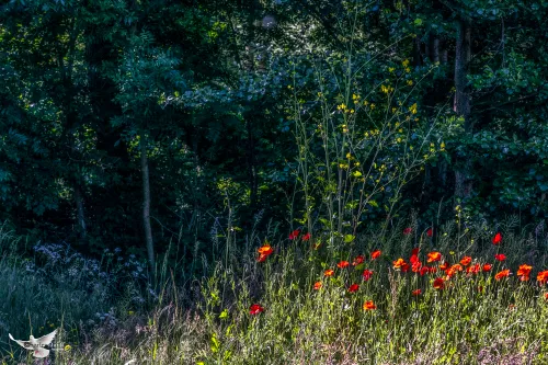 klaprozen z schalkw weg