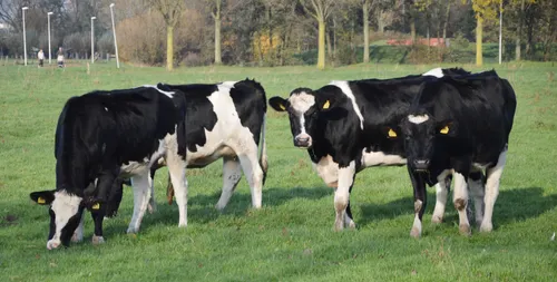 koe 2hq kim stern nieuwsnl