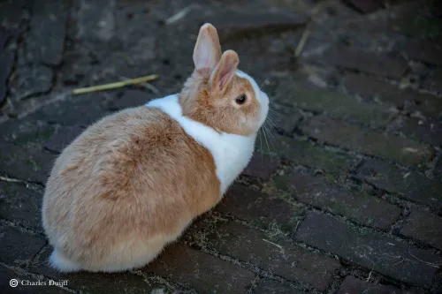 konijn