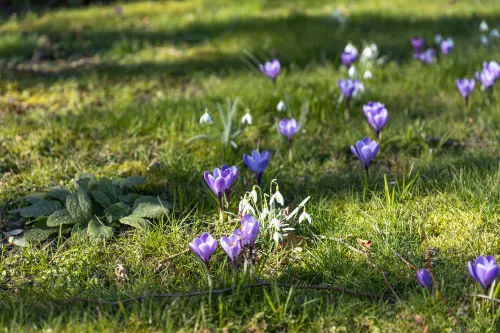 krokusjes
