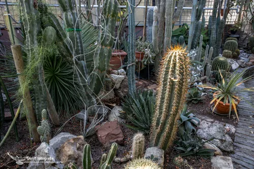 kweektuin cactus