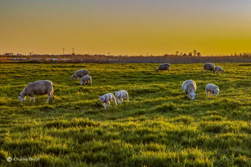 lammeren zonsopkomst