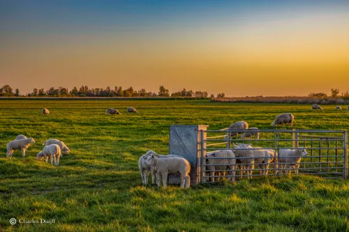 lammeren zonsopkomst2