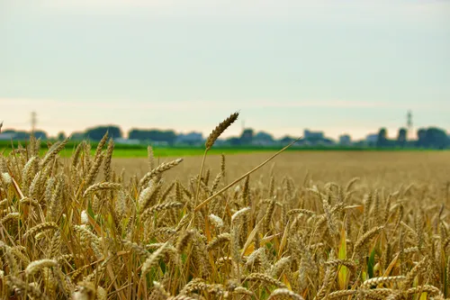 landschap fotografie rob bruijnen
