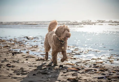 mister james hond parnassia1