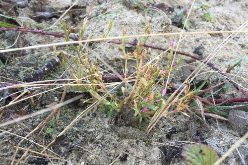 natuurmonumenten duizendguldenkruid op plagvlak 8jr geleden