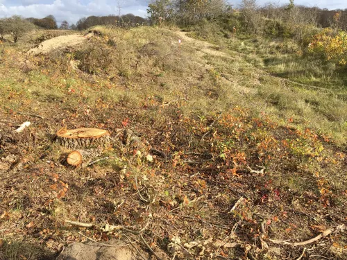 natuurmonumenten resten amerikaanse vogelkers rond dennenboom 1