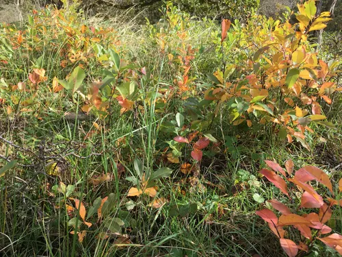 natuurmonumenten zoals het was voor het plaggen