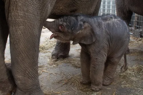 olifantje geboren wildlands 2021 foto 3