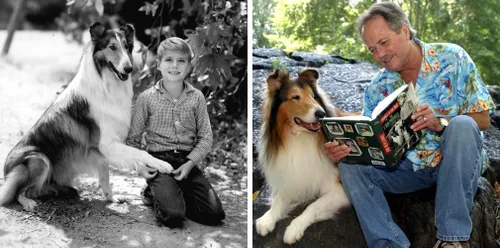 provoost dubbel wikipedia