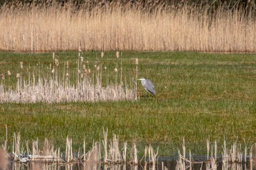 reiger in veld