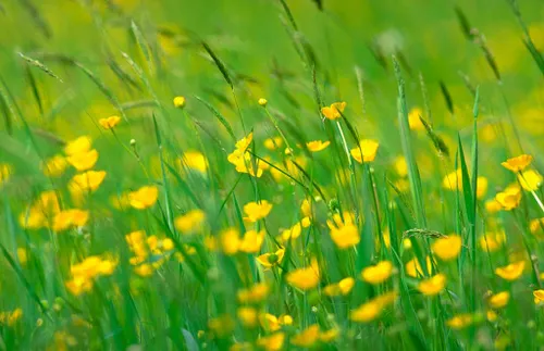 reukgras en boterbloemen natuurmonumenten namo75241 1024x662