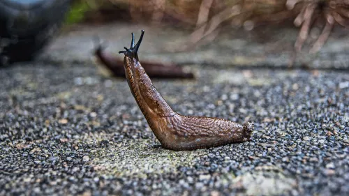 slug 1569009 1920