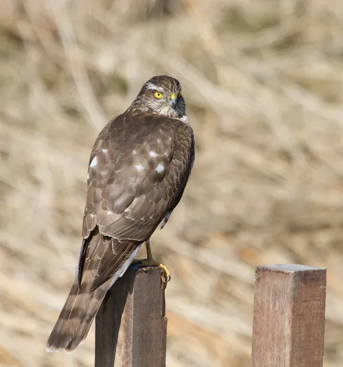 sperwer 2 joke huijser spekken