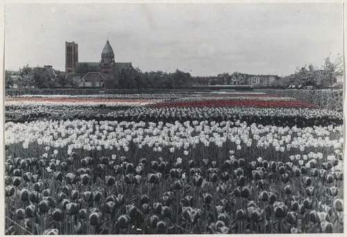 tulpen tubergen