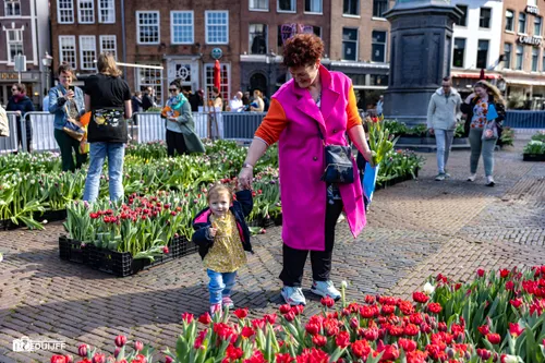 uitgelicht tulpen