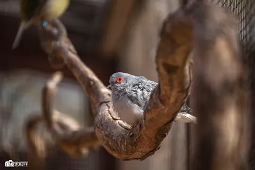 vogel stadskweektuin
