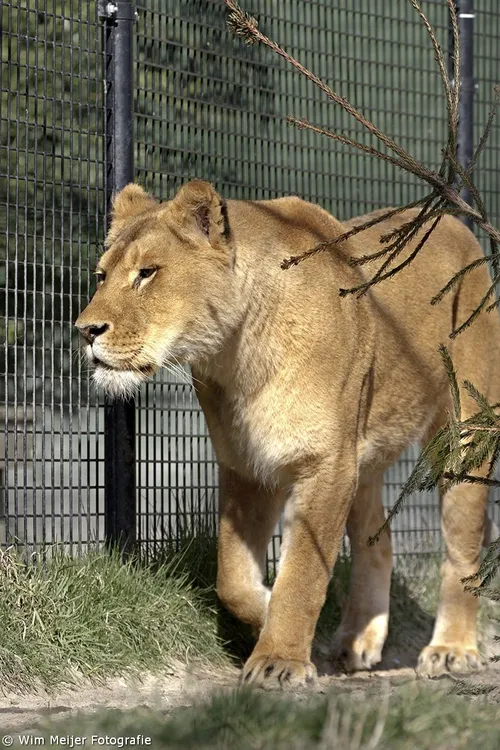 wim meijer fotografie stichting leeuw1