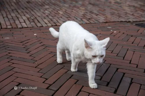 witte kat