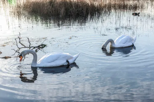 zwanen2