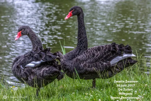zwarte zwanen