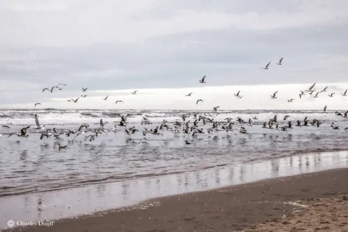 zwerm meeuwen scaled