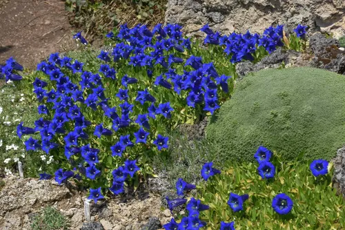 Harry Jans 'Rotstuinen' Gentianen DSC_4895