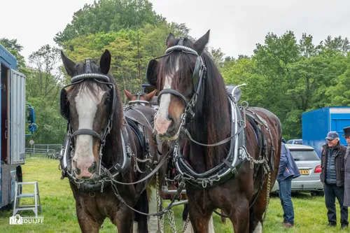 paardenspan bij ruine