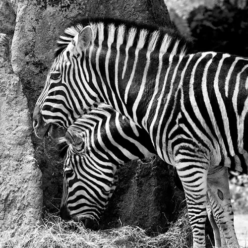 10460512 851770881501532 6702959266676253896 new