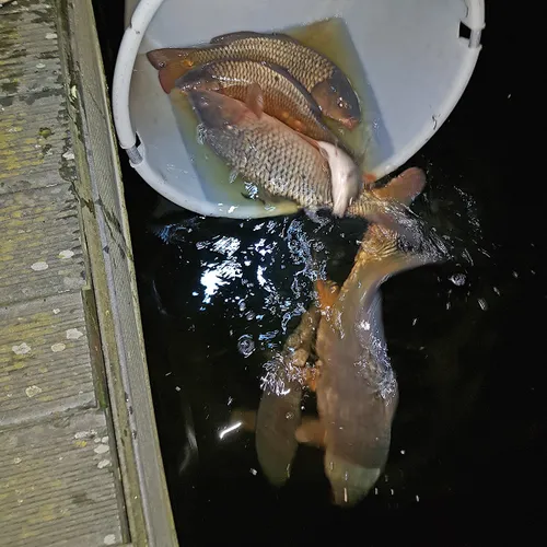 210113 smwn persbericht karpers gered in badhoevedorp 2