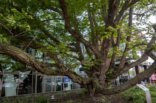3z1a0438 kaukasische vleugelnoot wim meijer fotografie